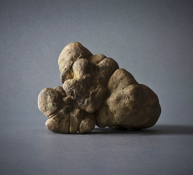 tuber magnatum pica 