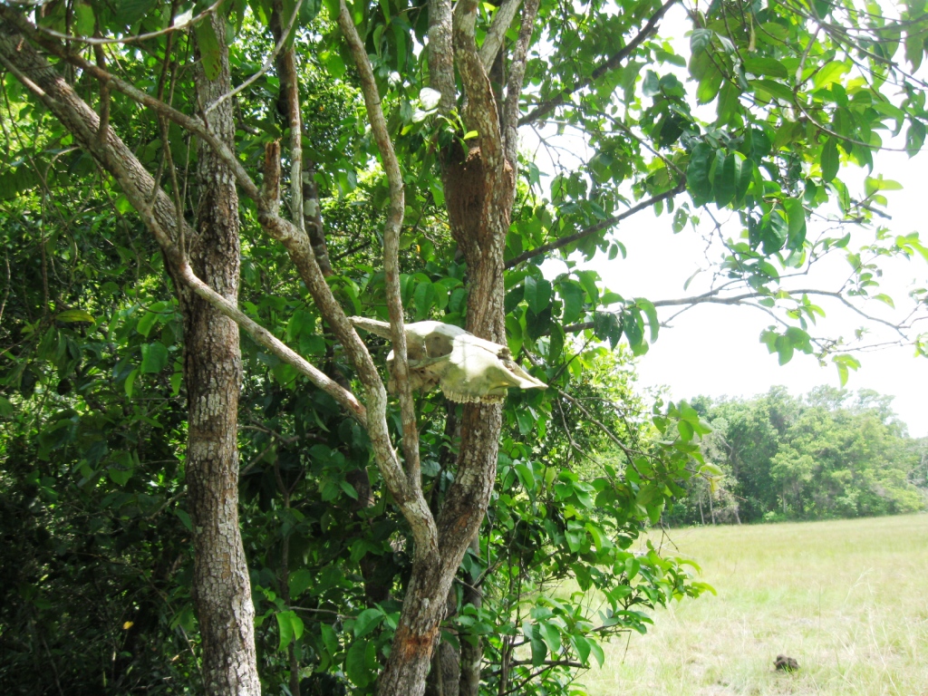 Gabon-Pongara